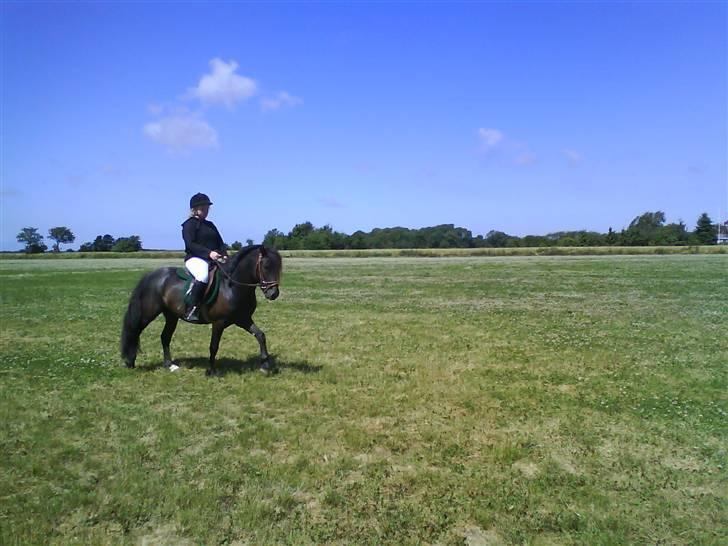 Anden særlig race Bob-Marley - Eventuelt en Dressur hyp? (: billede 10