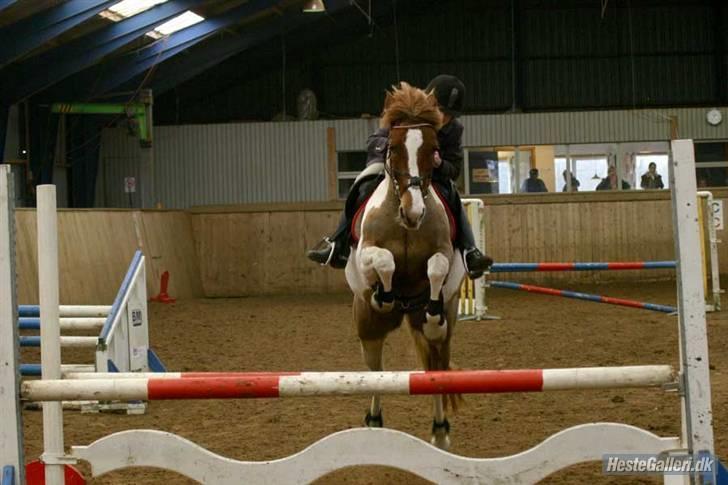 Pinto Cornelia  - Bramming. La. billede 12