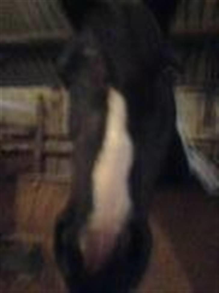 Pinto Solvangs Prinsesse Dina - "Hej" :D billede 3