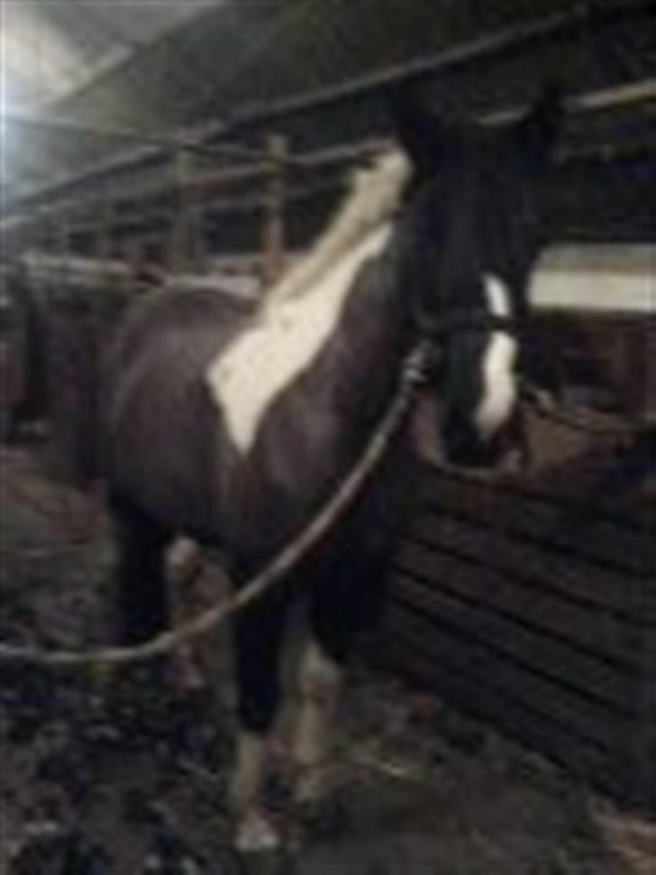 Pinto Solvangs Prinsesse Dina - Første gang hun skulle klippes. Hun stod bare helt stille:´) billede 4