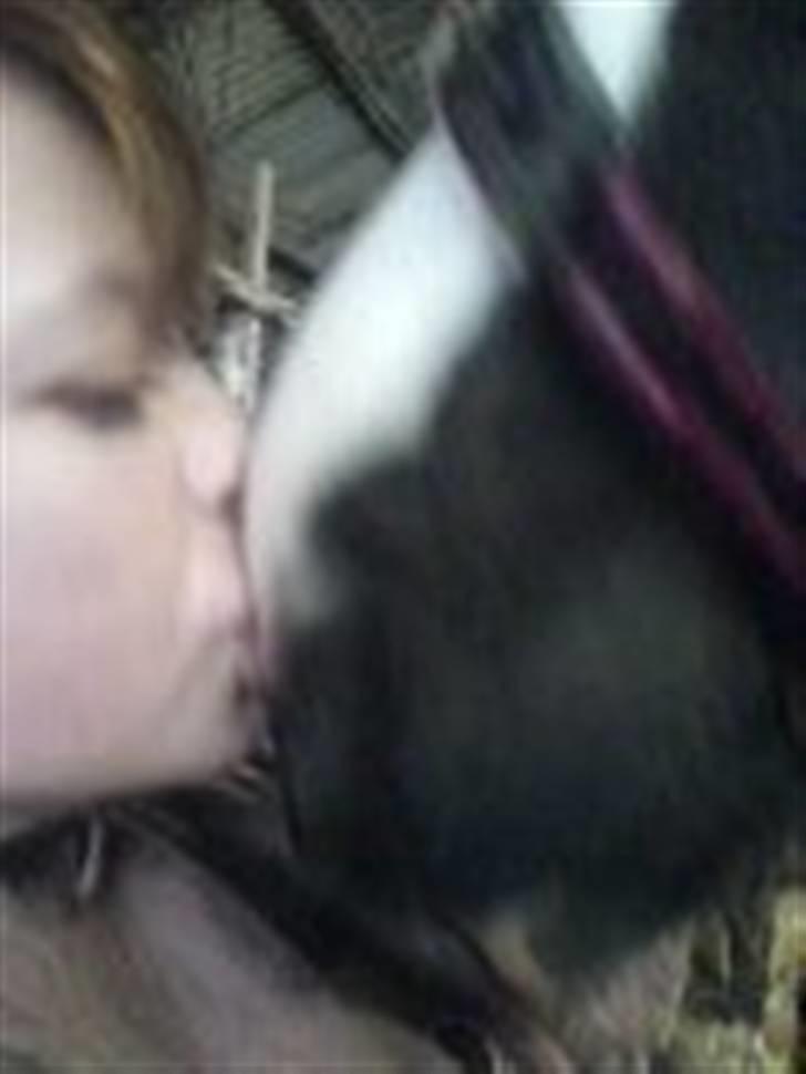 Pinto Solvangs Prinsesse Dina - Elsker dig Dina:* billede 5