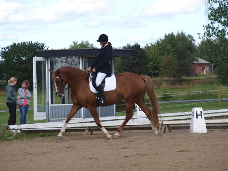 Dansk Varmblod Lindegaardens maybelline - lindegaardens maybelline <3 billede 1