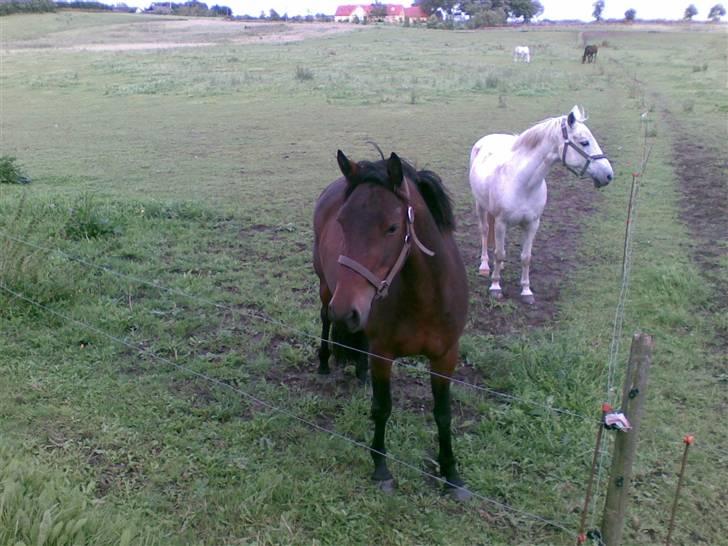 Connemara Tiffany - I sommers billede 16