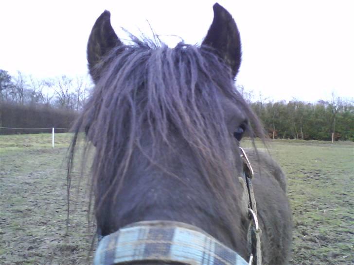 Anden særlig race Bob-Marley billede 11