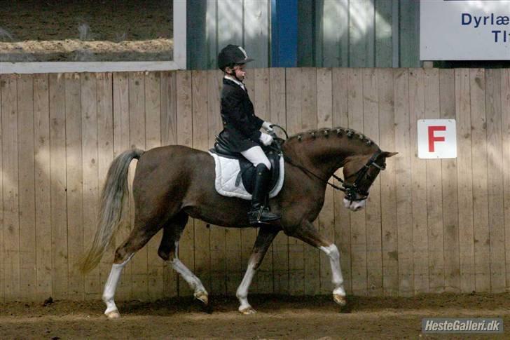 Welsh Pony (sec B) Den deel,s romeo - billede 17 billede 14