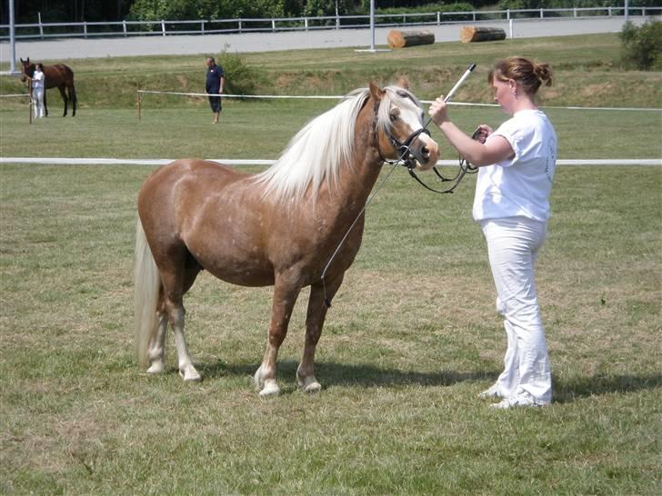 Welsh Mountain (sec A) Stendyssens Lopi R.I.P - Mønstring 2009 billede 9