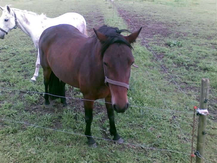 Connemara Tiffany - I sommers billede 17