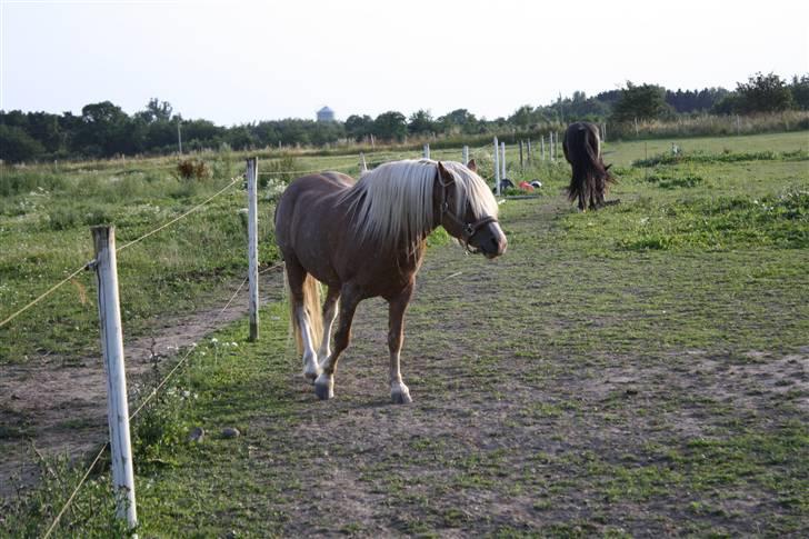 Welsh Mountain (sec A) Stendyssens Lopi R.I.P - Loppen på fold. billede 11