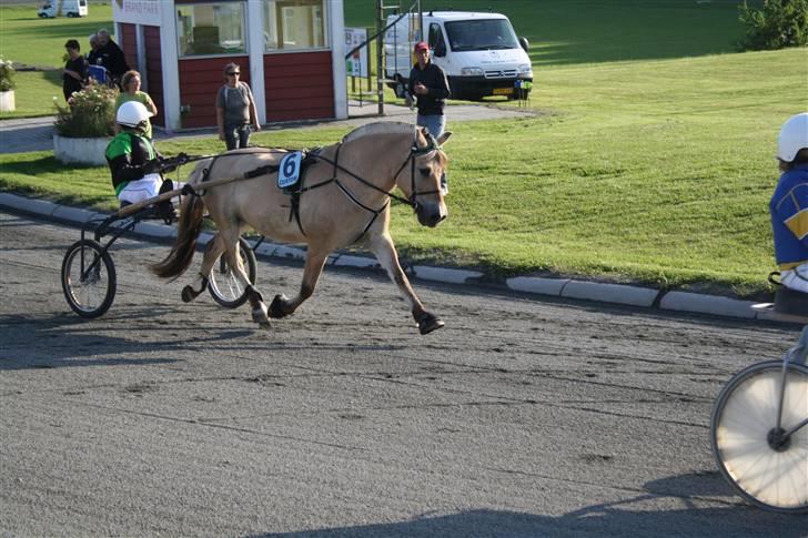 Fjordhest Diesel - Smukke! (: billede 11