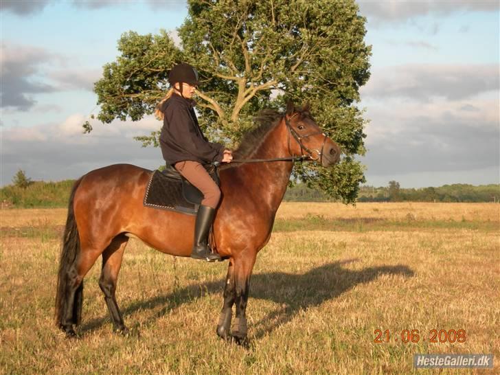 Connemara Tiffany - Tiffany med hendes nye ejer billede 18