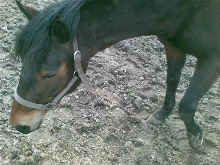 Connemara Tiffany - På fold billede 19