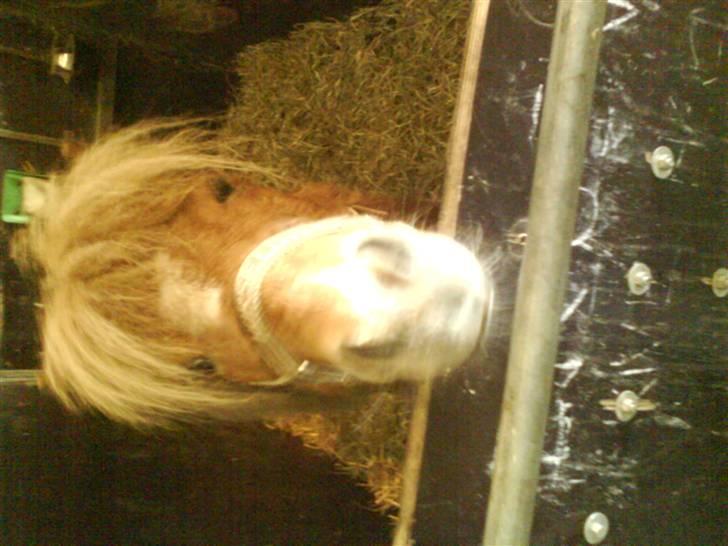 Shetlænder Tarzan billede 4