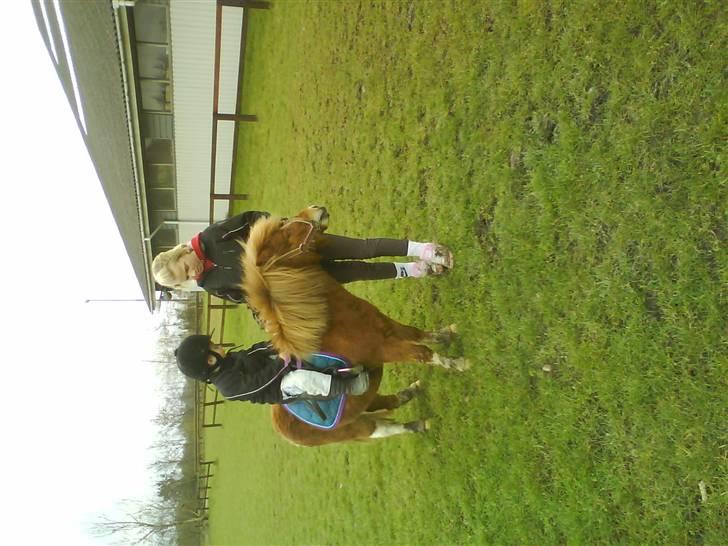 Shetlænder Tarzan billede 5