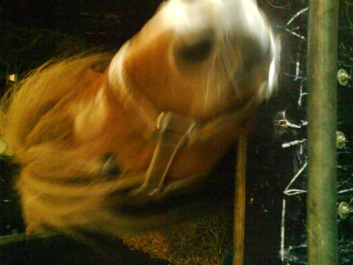 Shetlænder Tarzan billede 6