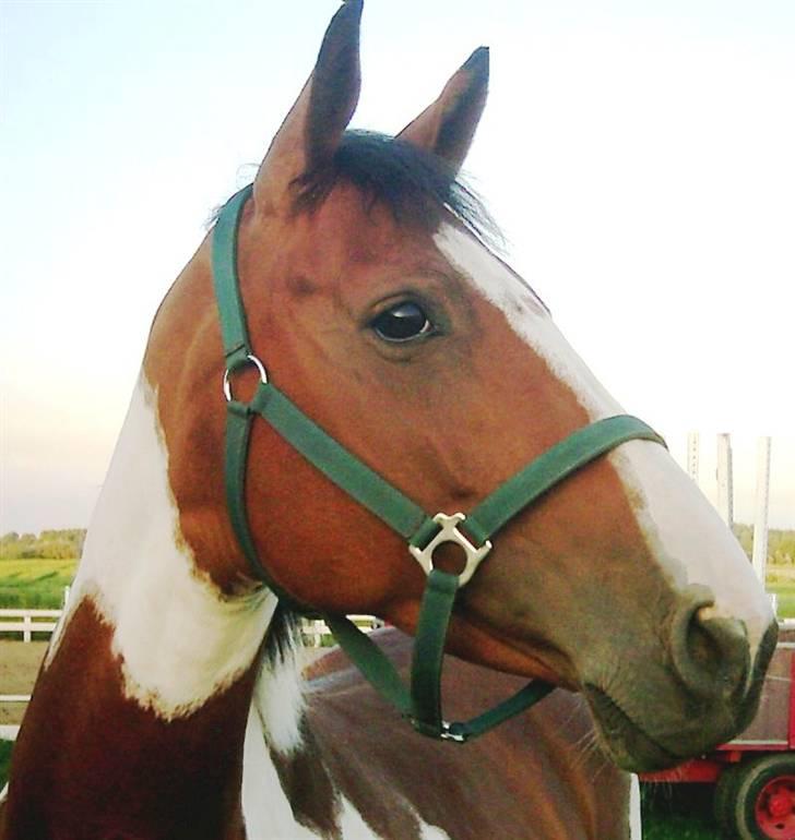 Hollandsk Varmblod Riviera AFLIVET :'( billede 1