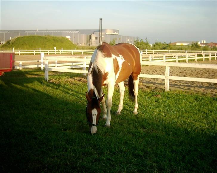 Hollandsk Varmblod Riviera AFLIVET :'( billede 2