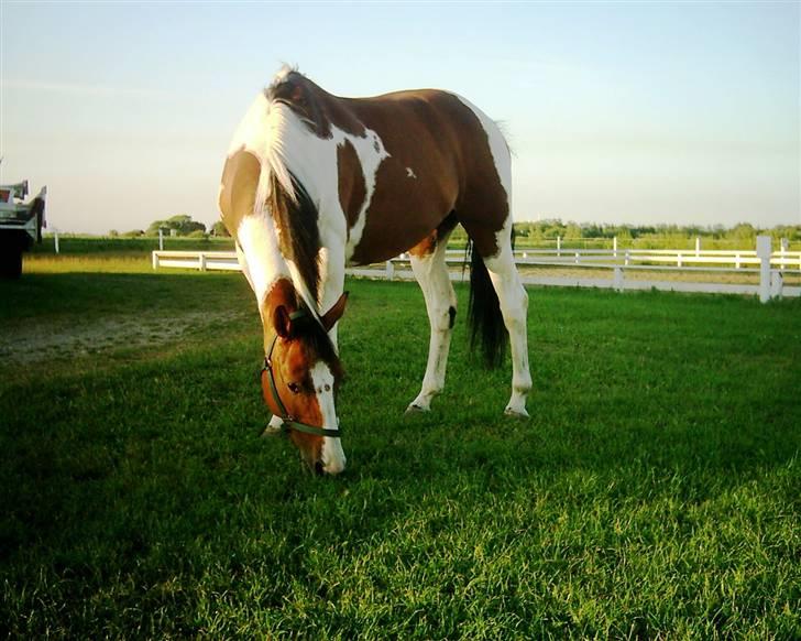 Hollandsk Varmblod Riviera AFLIVET :'( billede 4