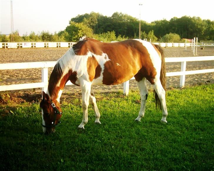 Hollandsk Varmblod Riviera AFLIVET :'( billede 5