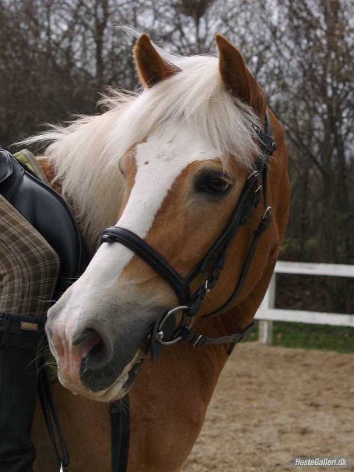 Tyroler Haflinger | Enggaardens Clarine  - SMUK <3  ((Tak for billederne Mia<3)) billede 20