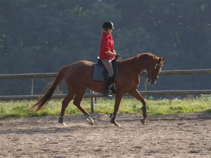 Fuldblod (XX) Pearl Harbor billede 8