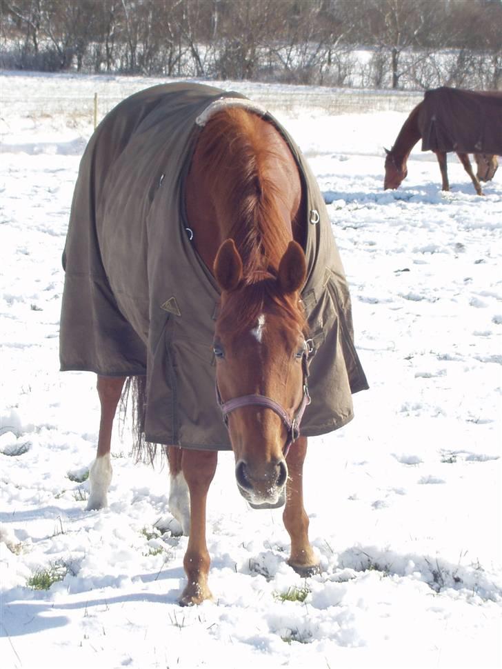 Fuldblod (XX) Pearl Harbor - UHH det er koldt!! Sne er nok ikk hendes favoritret billede 9