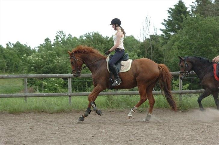 Fuldblod (XX) Pearl Harbor - NYT kursus 3 i Aalestrup billede 10