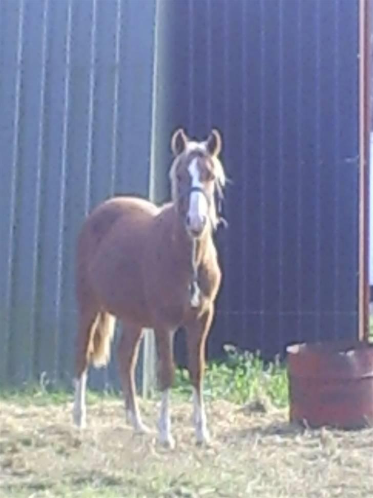 DSP Stald Nino`s Calido billede 1