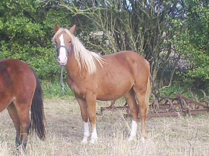 DSP Stald Nino`s Calido billede 2