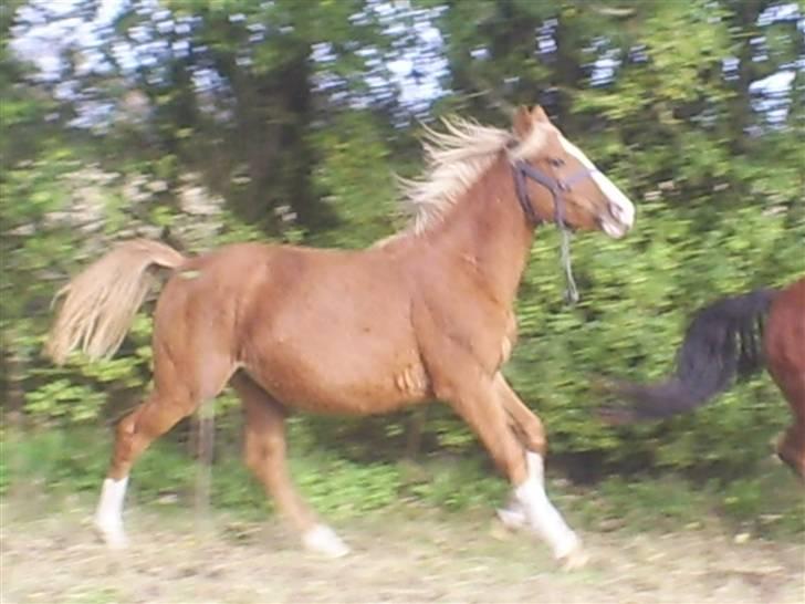 DSP Stald Nino`s Calido billede 3