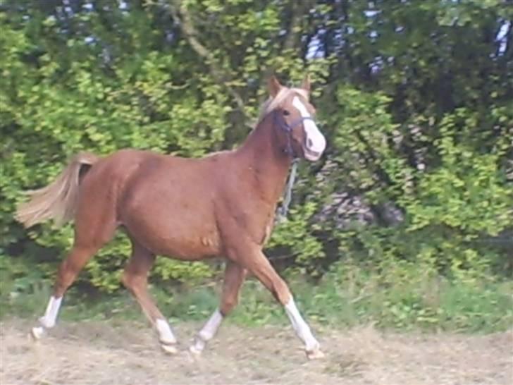 DSP Stald Nino`s Calido billede 4