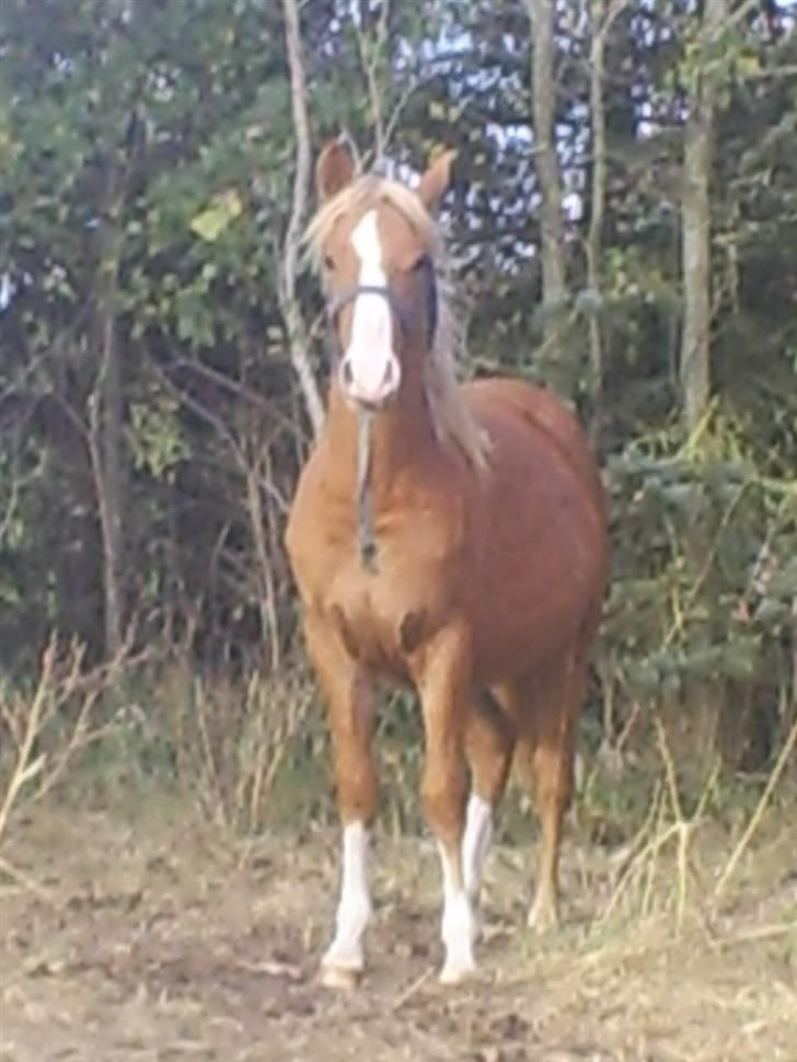 DSP Stald Nino`s Calido billede 5