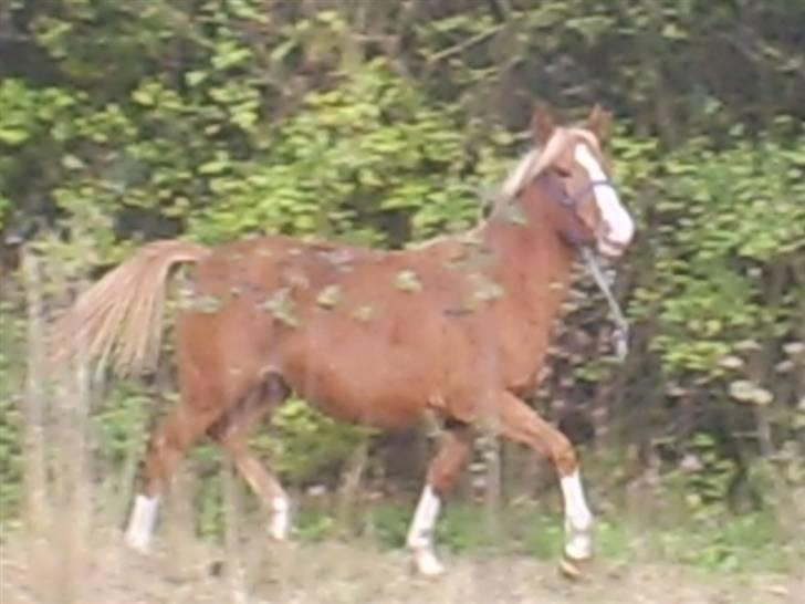 DSP Stald Nino`s Calido billede 6