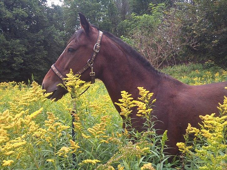 Hackney Duke of Hazard - en dejlig tur ude i alle blomsterne :) billede 14