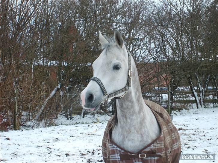 Sportsaraber (A) Zhazir Ibn Malik - Drengen (; <3 Hos nye ejer, hvor han har det rigtig godt :´D  billede 15