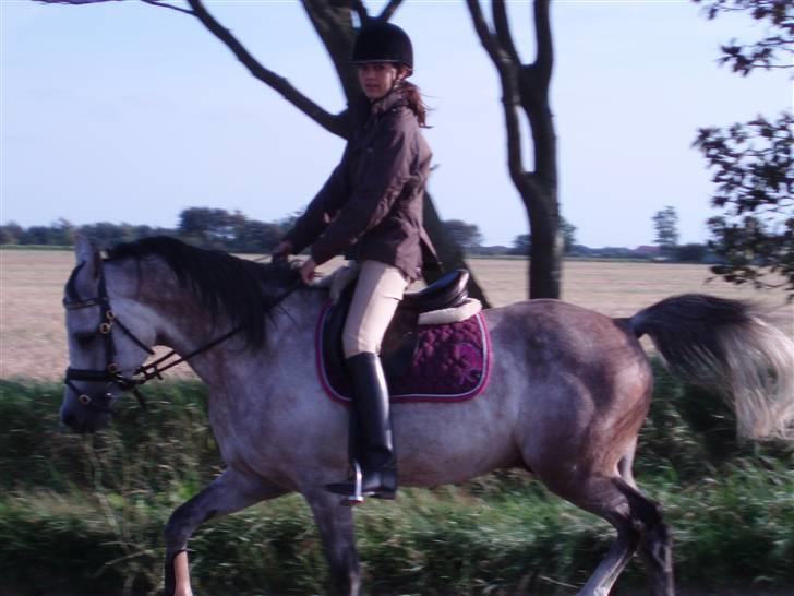 Sportsaraber (A) Zhazir Ibn Malik - Afslappet, i letridning..  billede 16