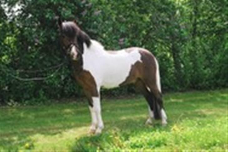 Anden særlig race Anton ( solgt) - er han ikke fantastisk flot  billede 2