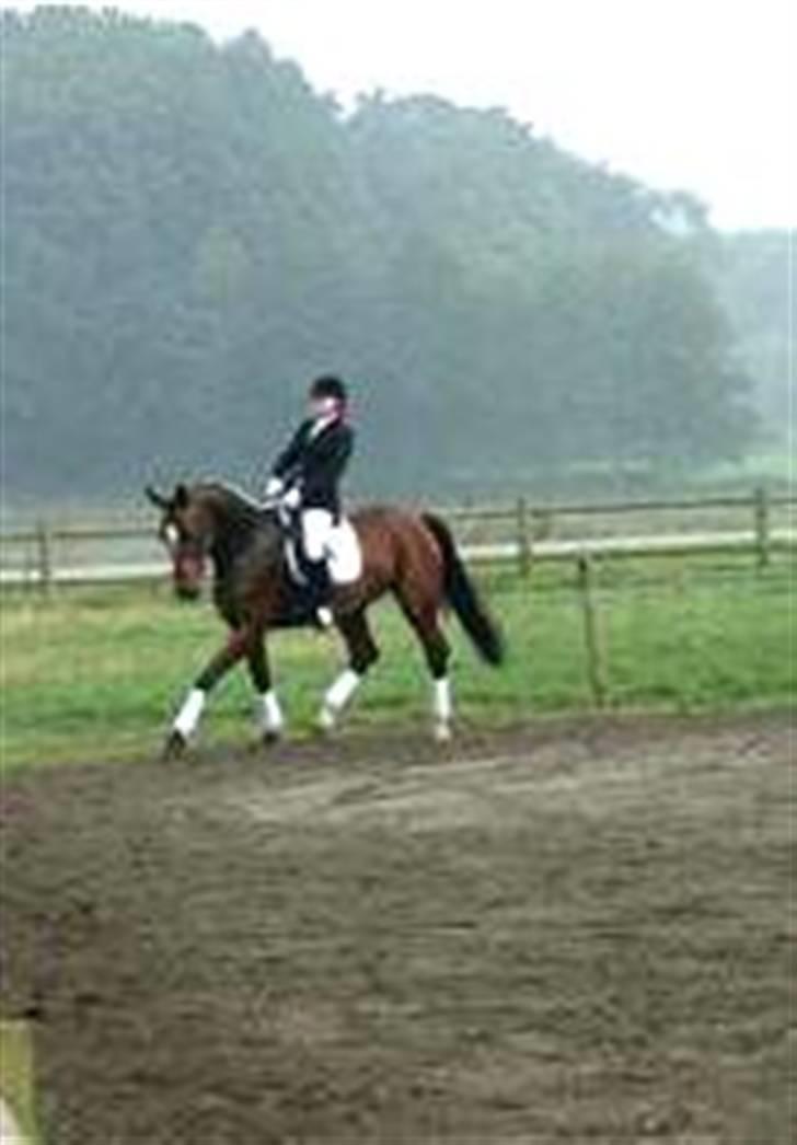 Dansk Varmblod Lucini    (SOLGT) billede 3