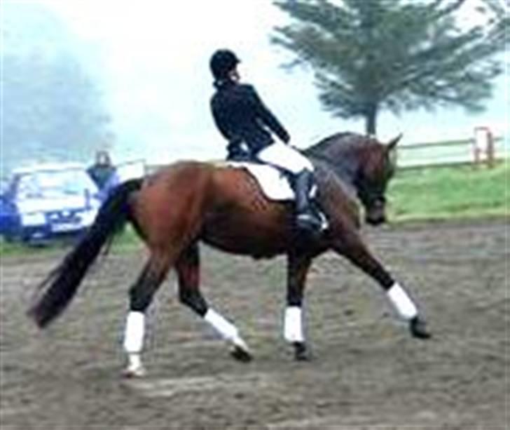 Dansk Varmblod Lucini    (SOLGT) billede 4