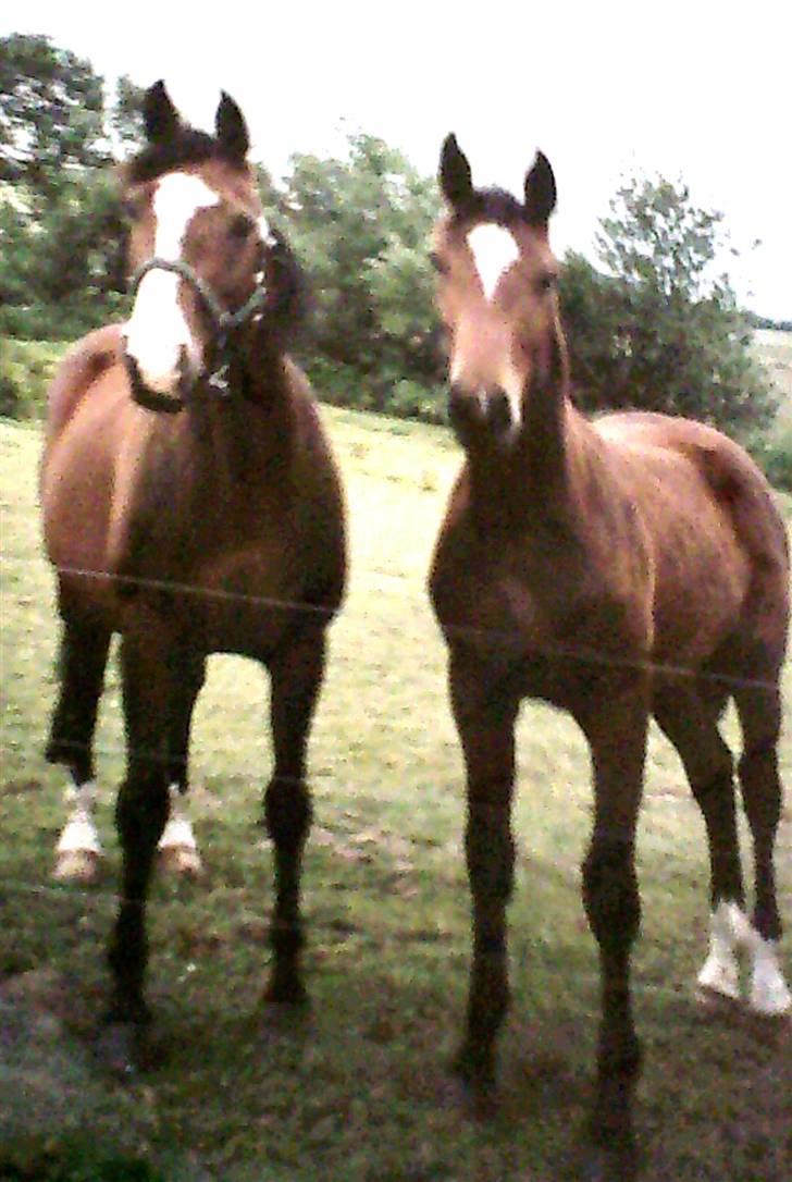 Dansk Varmblod Lucini    (SOLGT) billede 5