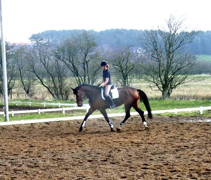 Dansk Varmblod Lucini    (SOLGT) billede 6