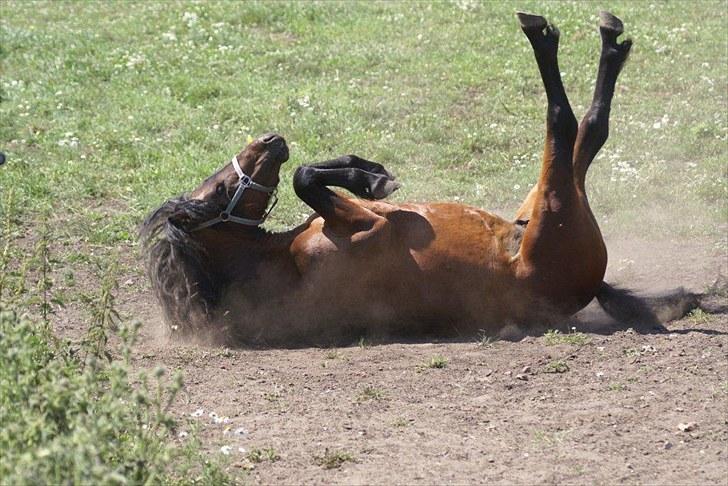 Dartmoor Chico - Og når man siger støv, skal man også sige hest..  billede 9