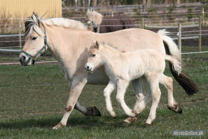 Fjordhest Mosegårdens Lupin       billede 10