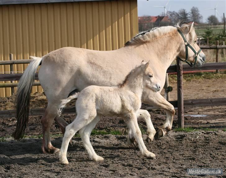 Fjordhest Mosegårdens Lupin       billede 11