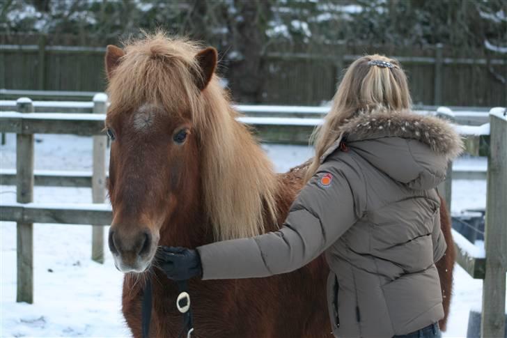 Islænder Syrpa fra Melabergi - NYT!! Taget d. 21 Januar 2010 <3 NÅrh! :P billede 6