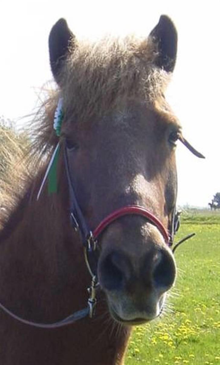 Islænder Syrpa fra Melabergi - Gør livet til en fest rid Islandsk hest!! <´3 billede 9