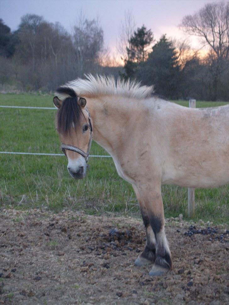 Anden særlig race - Bullit † - Bullit for 3 år siden. billede 2
