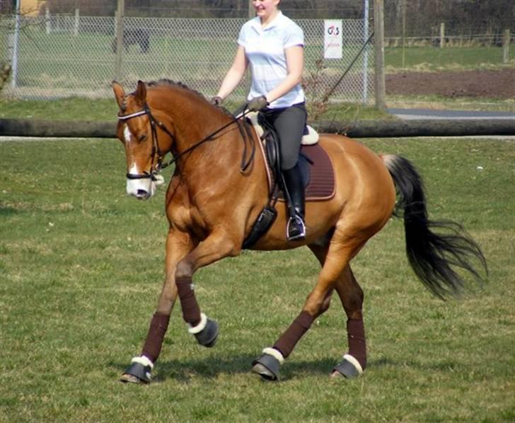 Anden særlig race Bækagers Louie - aflivet - Bækagers Louie den 1 juni 2008 billede 9