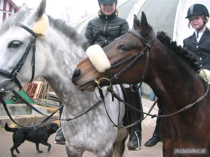 New Forest Fleur(L - Fleur slikkede på Maici:p hvor er hun sød;D Elsker den pony <3 Foto:Frej billede 9