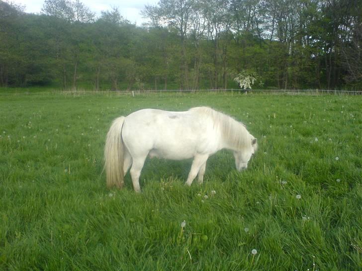 Anden særlig race Hvide<3 - Mester på marken<3 billede 5
