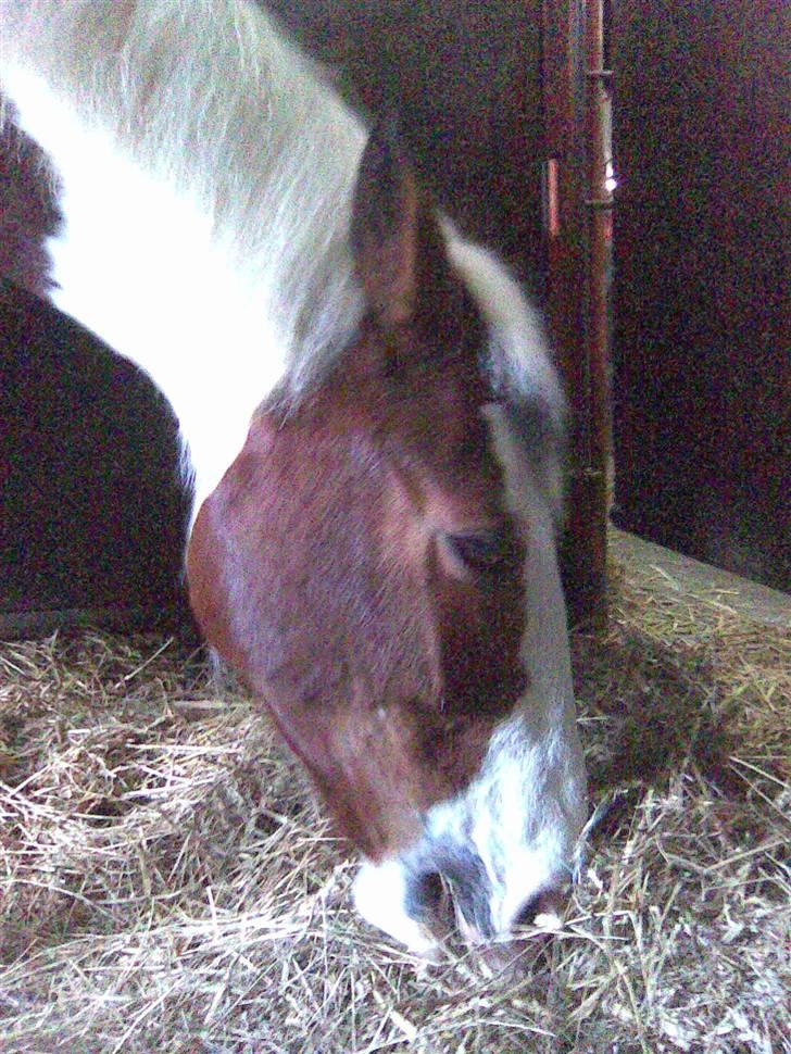 Pinto Pancho - Solgt <3 - Pancho i sin boks billede 10